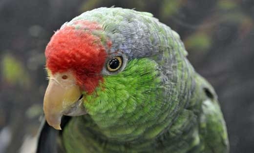 попугай зеленый