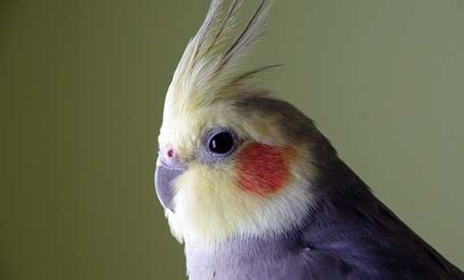 корелла попугай