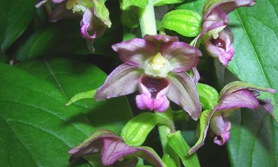широколистная хеллебориновая орхидея