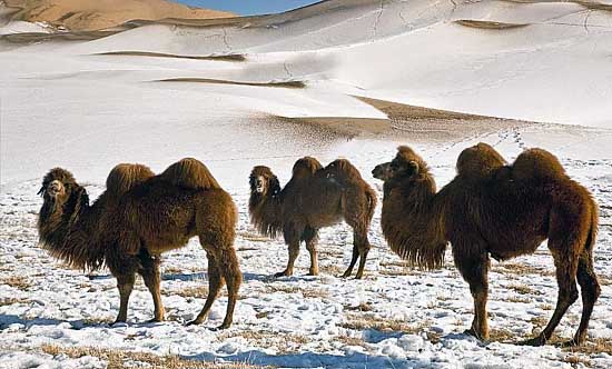 верблюды пустыня гоби
